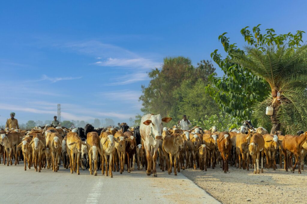 Virtues and Rulings of Qurbani