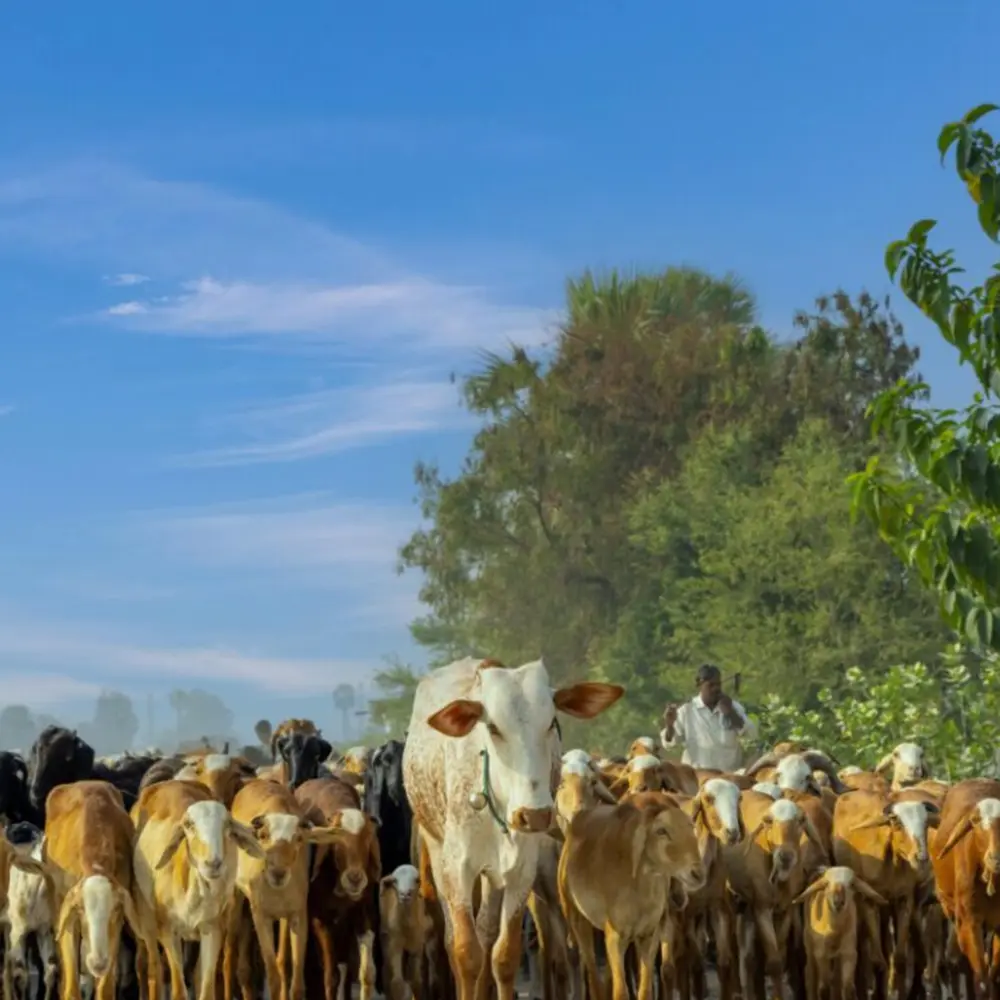 Virtues and Rulings of Qurbani